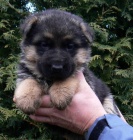 Prod�m �t��ata N�meck�ho ov��ka