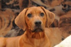 Rhod�sk� ridgeback - hol�i�ka s PP