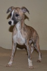 Whippet - mal� chrt