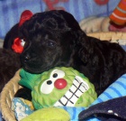 Pudl trpasli�� hned� a �ierny, �teniatka.