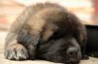 Leonberger �t���tka