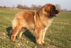 Leonberger �t���tka