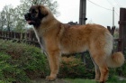 Leonberger �t���tka