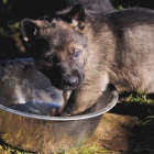 �t��ata NO s PP