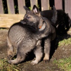 �t��ata NO s PP