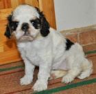 Kr�sn� fena King CHarles spaniel