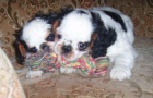 Kr�sn� fena King CHarles spaniel