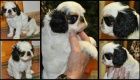 Kr�sn� fena King CHarles spaniel