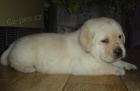 Labradorsk retriever s PP smetanov ttka