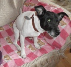 Ps� �kolka a kade�nictv� Leonek Brno