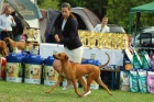 Rhod. ridgeback �t��ata s PP