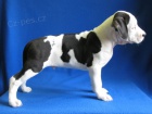 AMSTAFF �teniatka s PP