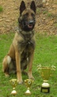 Belgick ovk malinois s PP