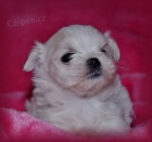 Malt�z��ek s pp