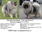 Keeshond / vl�� �pic prod�m �t��ata s PP