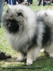 Keeshond / vl�� �pic prod�m �t��ata s PP