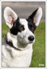 �t���tka Welsh corgi Cardigan