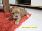 Lhasa apso s PP