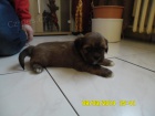 Lhasa apso s PP