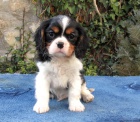 Cavalier King Charles Spaniel