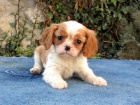 Cavalier King Charles Spaniel