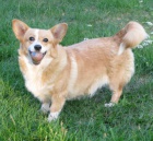 welsh corgi pembrok