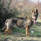 Mlad� fenka NO Elza hled� domov