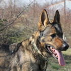 Mlad� fenka NO Elza hled� domov