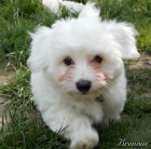 Dv� vymazlen� �t���tka plemene coton de Tul�ar s PP