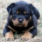 Rotvajler �t�n�