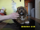 Lhasa apso s PP