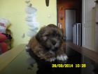 Lhasa apso s PP