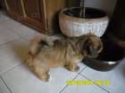 Lhasa apso s PP