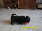 Lhasa apso s PP