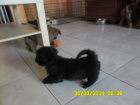 Lhasa apso s PP