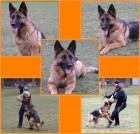 N�meck� ov��k �t��ata s PP