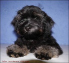 BI�ONEK HAVANSK� - Havansk� ps�k. Pes i fenka.