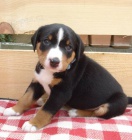 Appenzellsk� sala�nick� pes