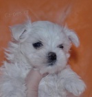 Malt�z��ek .luxusn� �t���tka s pp