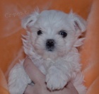 Malt�z��ek .luxusn� �t���tka s pp