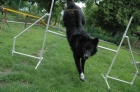 Spole�n� AGILITY tr�ninky PRAHA