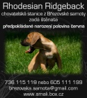 �t��ata rhodesk�ho ridgebacka s PP