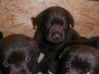 Labradorsk� retriever s PP �okol�dov�