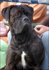 �t���tka Cane Corso s PP