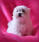 Malt�z��ek (Malt�zsk� ps�k)-luxusn� �t���tka s PP