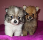 N�meck� �pic �t�nata