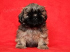 Shih-tzu, �i-tzu �t���tka s PP