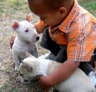 Prod�m Kr�sn� Mini Bull Teri�r �tenata