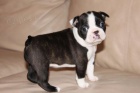 Prod�m Boston Teri�r �tenata