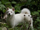 �t���tka AKITA-INU